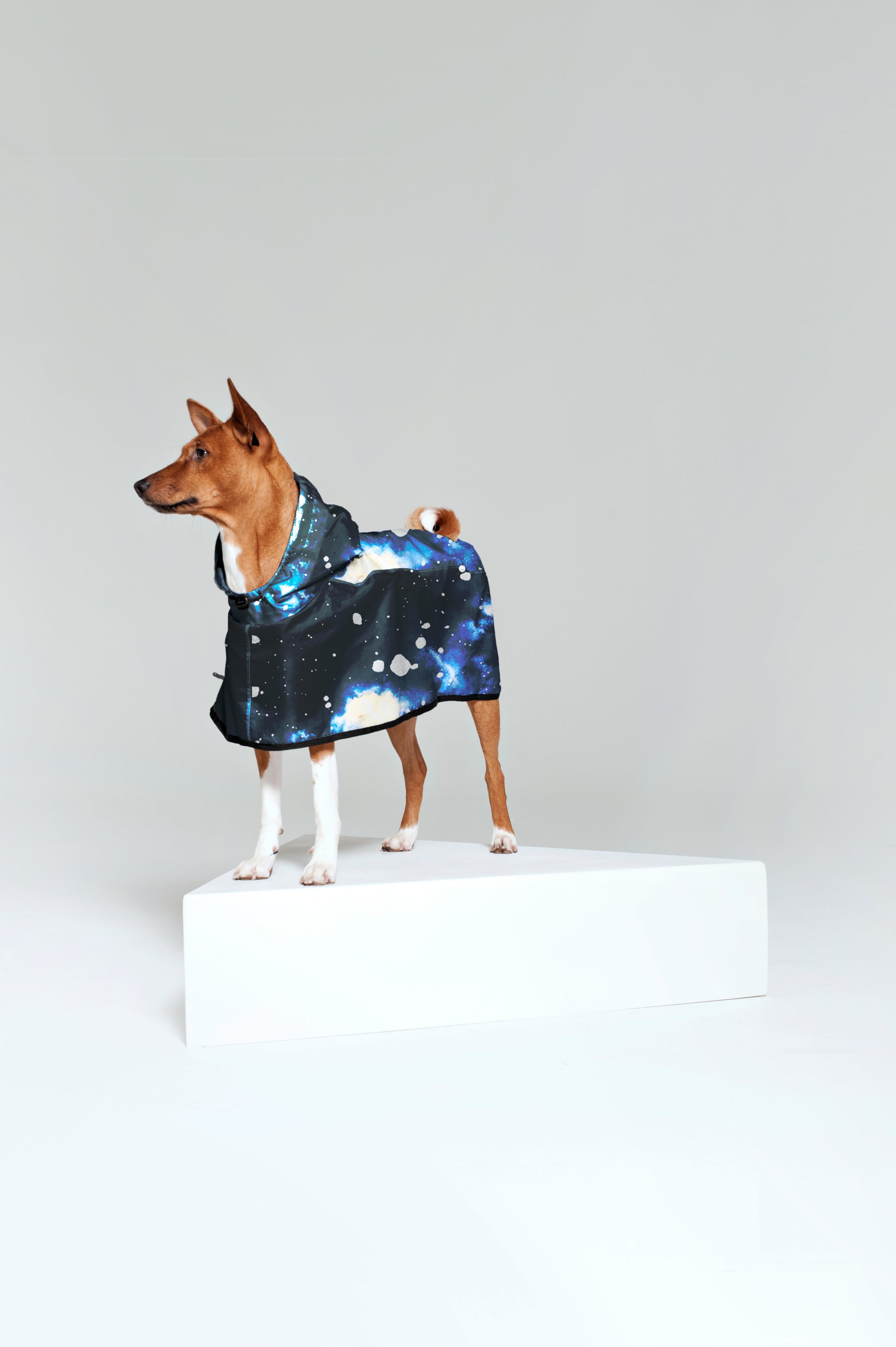 Starry Night - Dog Poncho
